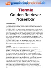 Golden Retriever - Nasenbär.pdf